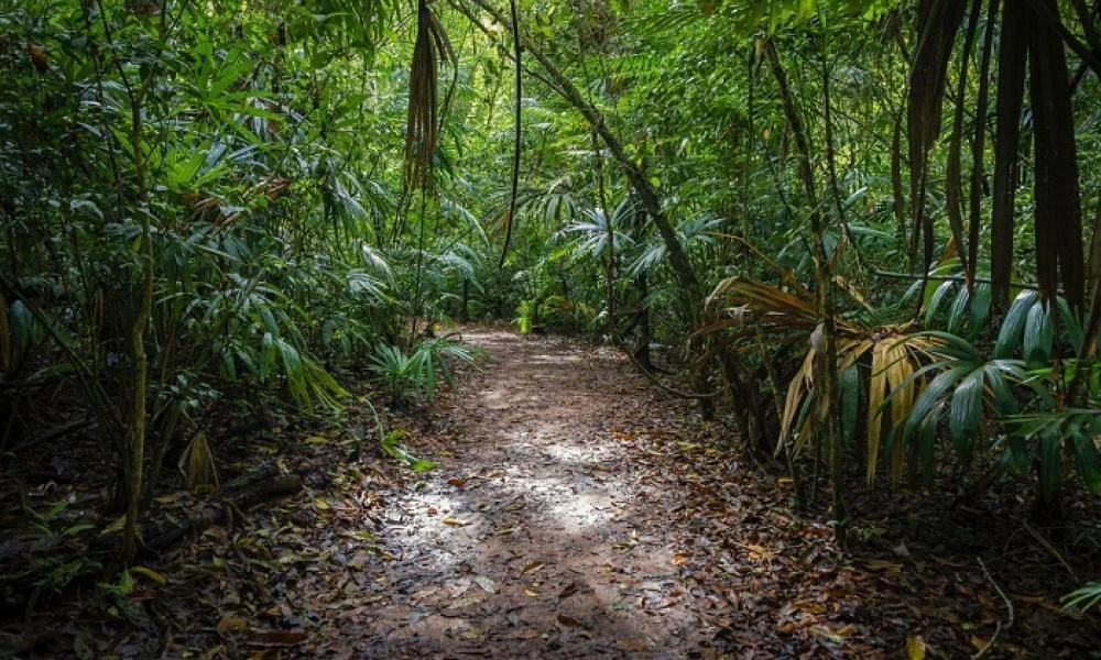 Παναμάς: Πάνω από 30.000 παιδιά μετανάστες διέσχισαν την ζούγκλα το 2024